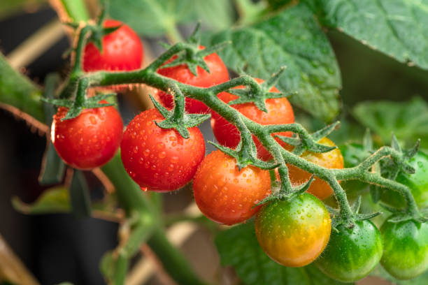  
                                          गोलभेडा सानो(लोकल)                      