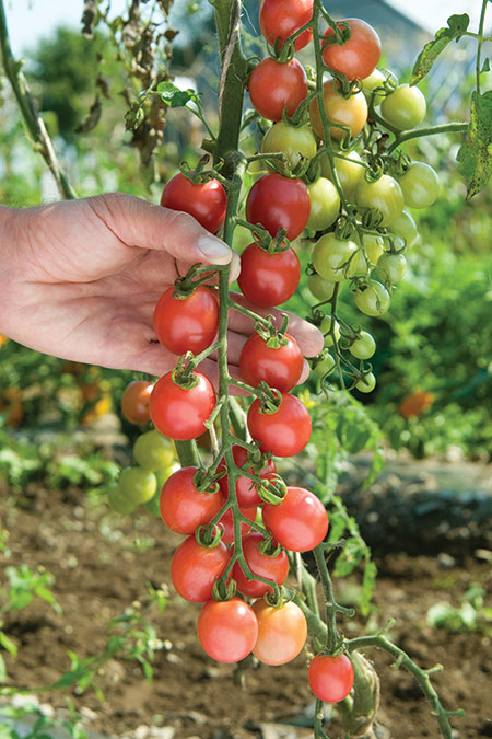  गोलभेडा सानो(टनेल) 