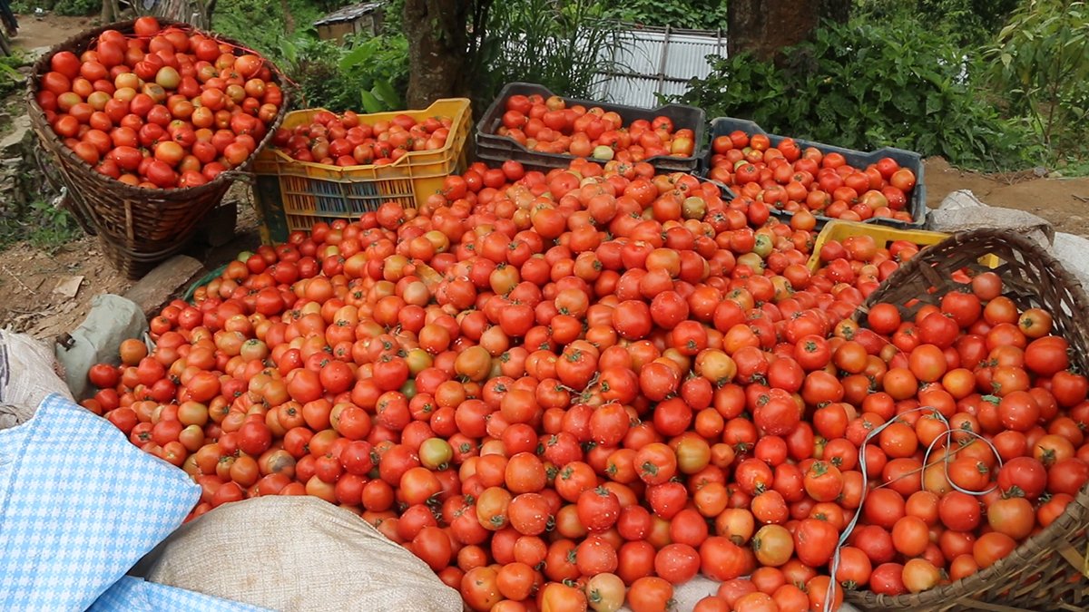  
                                          गोलभेडा सानो(तराई)                      