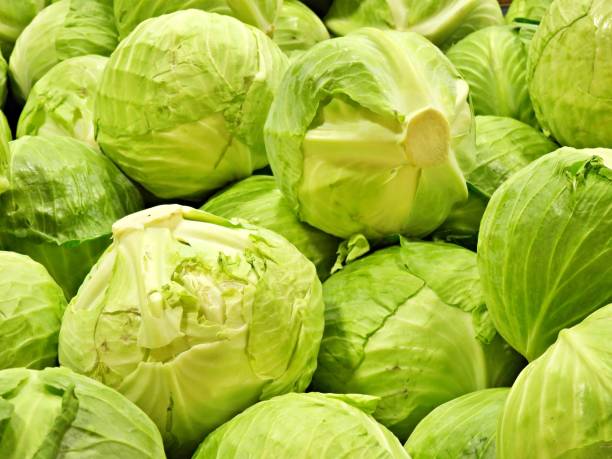  
                                          बन्दा(लोकल)                      