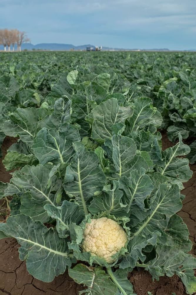  
                                          काउली तराई                      