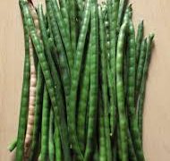  
                                          मकै बोडी                      