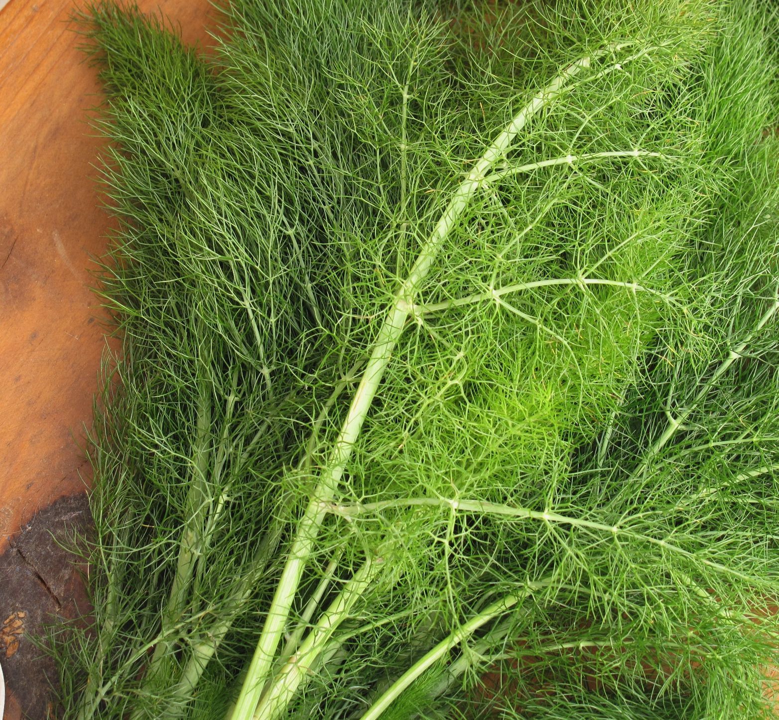  
                                          सौफको साग                      