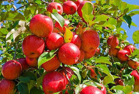  स्याउ(झोले) 