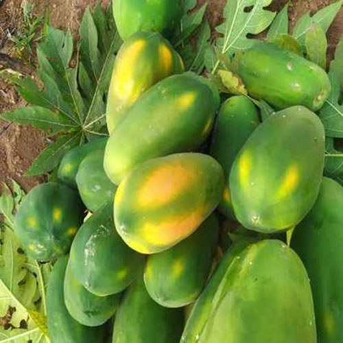  
                                          मेवा(भारतीय)                      